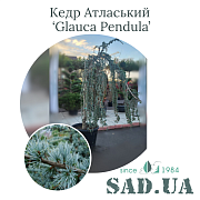 Кедр Атласский Glauca Pendula 2.0-2.5 см, (конт.70) - SAD.UA#$#Кедр Атласький Glauca Pendula 2.0-2.5 см, (конт.70) - SAD.UA