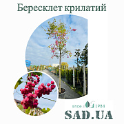 Бересклет Крилатий 3,5-4,0м, обхв.ст.14-16 см, (контейнер 160 л) - SAD.UA#$#Бересклет Крилатий 3,5-4,0м, обхв.ст.14-16 см, (контейнер 160 л) - SAD.UA