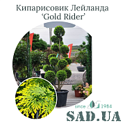 Кипарисовик Лейланда Gold Rider 1.5-1.7 м (форма Пон-Пон), контейнер 110 л - SAD.UA#$#Кипарисовик Лейланда Gold Rider 1.5-1.7м (ф.Пон-Пон), конт.110л - SAD.UA