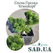 Сосна Горная Krauskopf 15-20 см, (конт. 3 л) - SAD.UA#$#Сосна Гірська Krauskopf 15-20см, (конт.3л) - SAD.UA