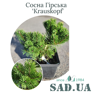 Сосна Гірська Krauskopf 15-20см, (конт.3л)