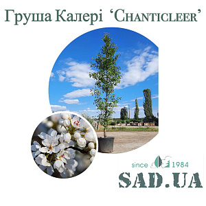 Груша Каллері Chanticleer h 5,5 –6,0м; обхв. ст. 16-18 см, (конт. 80л)