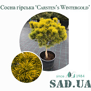 Сосна Гірська Carsten's Wintergold , штамб 40 см, b 30 см, (контейнер 40 л) - SAD.UA#$#Сосна Гірська Carsten's Wintergold , штамб 40 см, b 30 см, (контейнер 40 л) - SAD.UA