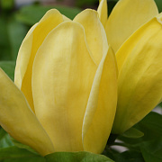 Магнолія Yellow Lantern 80-100cм ,(конт.20л) - SAD.UA#$#Магнолія Yellow Lantern 80-100cм ,(конт.20л) - SAD.UA