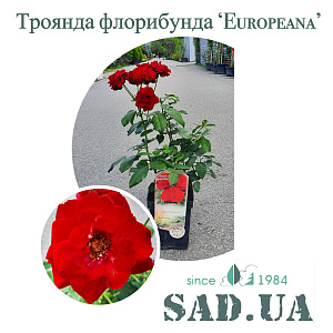 Роза Флорибунда Europeana 40-60см C5 - SAD.UA