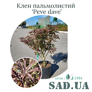 Клён Пальмолистный Peve Dave 60-80 см, (конт. 12 л) - SAD.UA#$#Клен Пальмолистий Peve Dave 60-80cм, (конт.12л) - SAD.UA