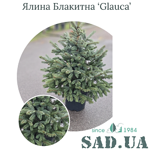 Ялина Блакитна Glauca 80-100см, (конт.12л)
