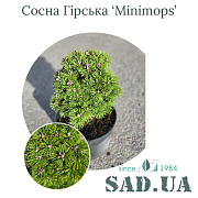 Сосна Горная Minimops 15-20 см, (конт.3 л) - SAD.UA#$#Сосна Гірська Minimops 15-20см, (конт.3л) - SAD.UA