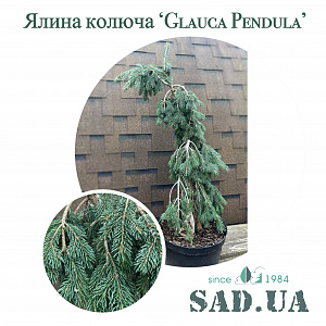 Ель Голубая (Колюча) Glauca Pendula 30-40см  (контейнер 20л) - SAD.UA
