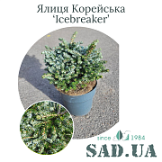 Пихта Корейская Icebreaker 30-50 см, (конт. 7,5 л) - SAD.UA#$#Ялиця Корейська Icebreaker 30-50см, (конт.7,5л) - SAD.UA