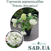 Гортензія Деревовидна Strong Annabelle 30-40см, (контейнер 7.5л) - SAD.UA#$#Гортензія Деревовидна Strong Annabelle 30-40см, (контейнер 7.5л) - SAD.UA