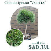 Сосна Гірська Varella Ø 30-40см, штамб 40-50см, (контейнер 18л) - SAD.UA#$#Сосна Гірська Varella Ø 30-40см, штамб 40-50см, (контейнер 18л) - SAD.UA