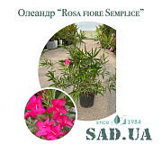 Олеандр Звичайний Rosa fiore Semplice 60-80см, конт.15л. - SAD.UA#$# - SAD.UA