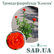 Роза Флорибунда Kanegem 40-60см (конт.5л) - SAD.UA#$#Троянда Флорибунда Kanegem 40-60см C5 - SAD.UA