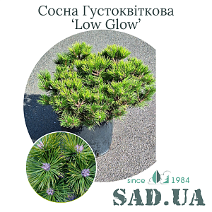 Сосна Густоквіткова Low Glow 30-50см, (конт.10л)
