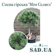 Сосна Гірська Mini Globus Ø 30-40см, штамб 50-60 см, (контейнер 18л) - SAD.UA#$#Сосна Гірська Mini Globus Ø 30-40см, штамб 50-60 см, (контейнер 18л) - SAD.UA