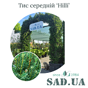 Тис Средний Hilli 2.5-3.0м, (ф.арка), конт.110л - SAD.UA#$#Тис Середній Hilli 2.5-3.0м, (ф.арка), конт.110л - SAD.UA