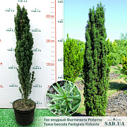 Тис Ягідний Fastigiata Robusta 1,8-2.0м, конт 60л - SAD.UA#$#Тис Ягідний Fastigiata Robusta 1,8-2.0м, конт 60л - SAD.UA