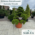 Ялівець Китайський Kaizuka 2.2-2.5м (ф.Niwaki), конт.180л - 0 - SAD.UA