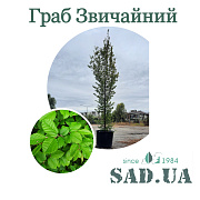 Граб Звичайний 5,0-6,0м (конт.600л) - SAD.UA#$#Граб Звичайний 5,0-6,0м (конт.600л) - SAD.UA
