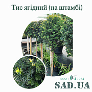 Тис Ягодний 30-40см, штамб 80см,, контейнер 20 л - SAD.UA#$#Тис Ягодний 30-40см, штамб 80см,, контейнер 20 л - SAD.UA