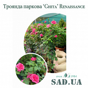 Троянда. Паркова Ghita Renaissance 50-70см, (контейнер 5 л)