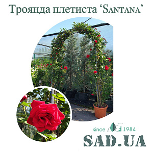 Троянда. Плетиста Santana 2,5-2,7 м, (ф.арка), контейнер 35 л