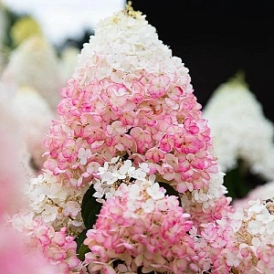 Гортензія Волотиста Liv. Strawb. Blossom 30-50см,(контейнер 3 л)