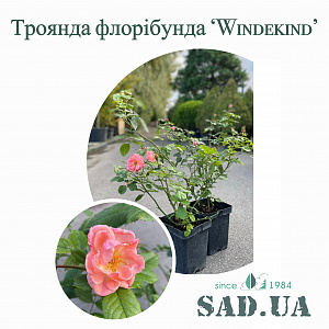 Троянда Флорібунда Windekind 40-60 см, контейнер 5л