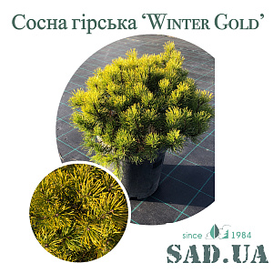 Сосна гірська Winter Gold 30-40см, (контейнер 15л)