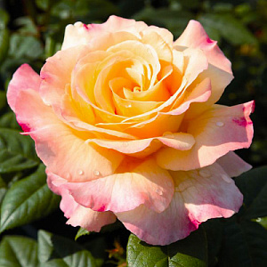 Троянда Чайно-гібридна Aquarell 30-60см, (контейнер 3 л)
