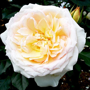 Троянда Флорібунда Tchaikovsky 40-60см