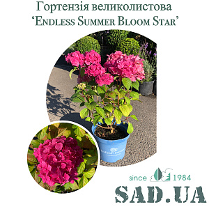 Гортензія Крупнолистова Endless Summer Bloomstar-Pink 50-60 см, (контейнер 3 л)