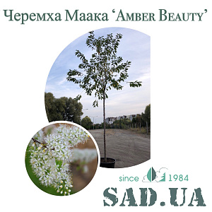 Черемха Маака 'Amber Beauty' h2.5-3м; штамб 2.2 м; обхв.ст. 12-14 см (конт.80 л)