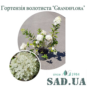 Гортензія Волотиста Grandiflora 30-50см,  (контейнер 5 л)