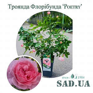 Троянда Флорибунда Poetry 50-70см, (контейнер 4 л)