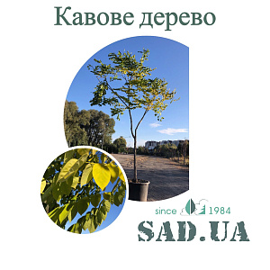 Кавове дерево кентукское 2,5-3,0 м, обхв.14-16см, (контейнер 90л)
