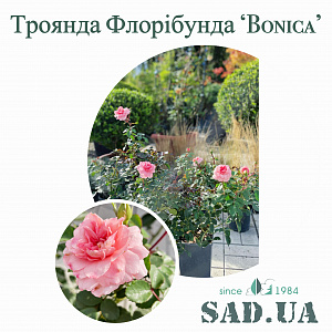 Троянда Флорібунда Bonica 82, 50-60см, контейнер 4 л