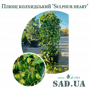 Плющ колхидський Sulphur Heart 1,8-2,0м, (контейнер 45 л)