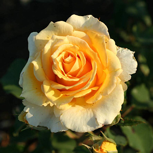 Троянда Чайно-гібридна Sophia Renaissance 50-70см, (контейнер 5 л)