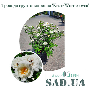 Троянда Грунтопокривна Kent / White cover 40-60см (контейнер 5л)