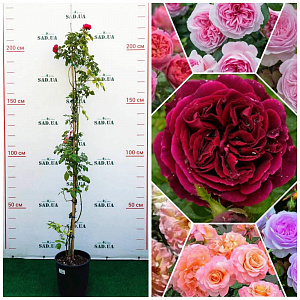 Троянда. Плетиста 'Matteini' мікс 1,7-1,9 м; контейнер 7.5-12л