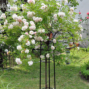 Троянда Плетиста (ф.парасоля мала) (ф.парасоля мала) Bianco/rose 80-1,0 м.