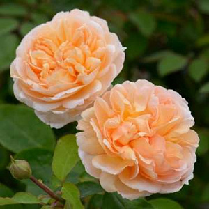 Троянда Англійська The Lady Gardener 40-60 см, контейнер 5л