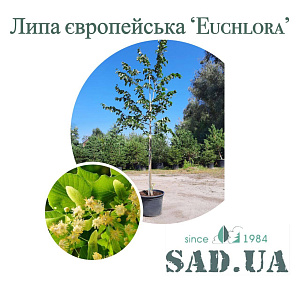 Липа Euchlora h4 -4,5 м; обхв.ст. 8-10 см (конт.60 л)
