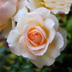 Троянда Паркова Clair Renaissance 50-70см, (контейнер 5 л)