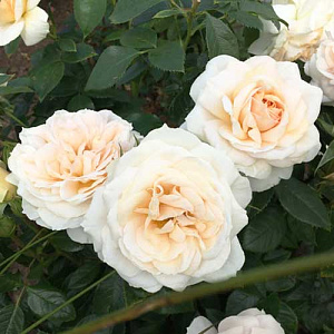 Троянда Флорібунда Kristal 40-50см, контейнер 4 л